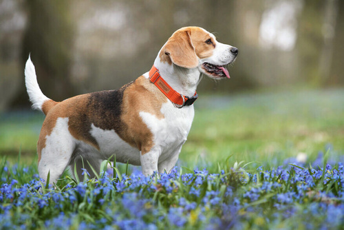 Amiplay Cotton Obroża Bawełniana Eco dla Psa XL Czerwona