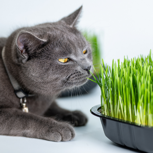 Trawa dla Kota Świeża Ekologiczna DUŻA 18x18cm