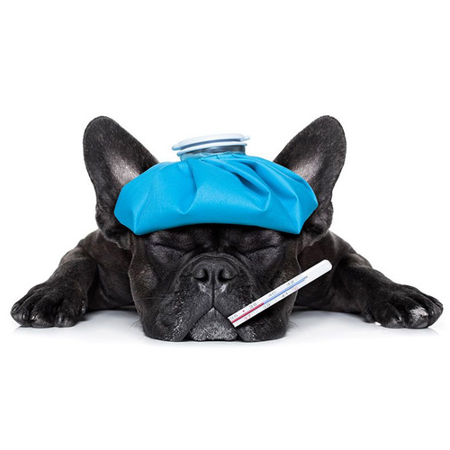 Farmina Vet Life Dog Convalescence Karma Mokra