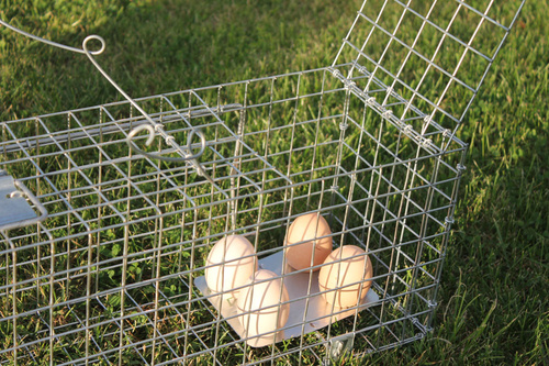 Żywołapka Pułapka na Kuny Dwuwejściowa