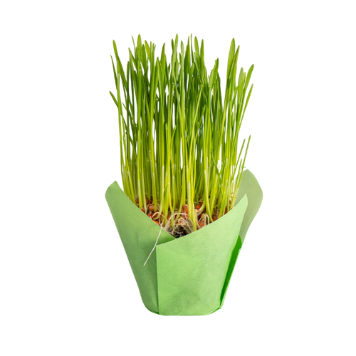 Trawa dla Kota Świeża Ekologiczna Mini 5x5cm