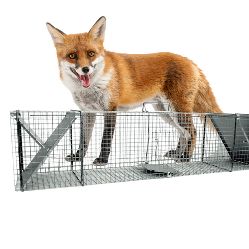 Żywołapka Pułapka na Lisy Dwuwejściowa