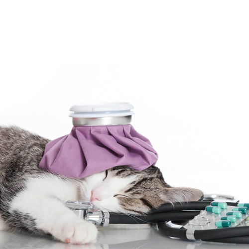 Farmina Vet Life Renal Feline Mokra Karma dla Kota