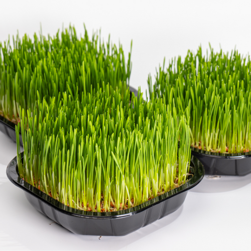 Trawa dla Kota Świeża Ekologiczna DUŻA 18x18cm