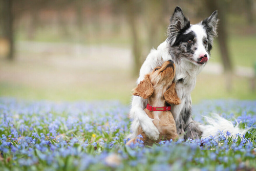 Amiplay Cotton Obroża Bawełniana Eco dla Psa XL Czerwona