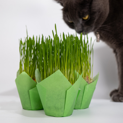 Trawa dla Kota Świeża Ekologiczna Mini 5x5cm