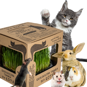 Trawa dla Kota Świeża Ekologiczna DUŻA 18x18cm